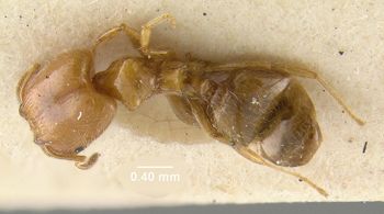 Media type: image;   Entomology 20717 Aspect: habitus dorsal view